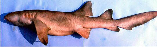 Ginglymostoma cirratum_02.jpg